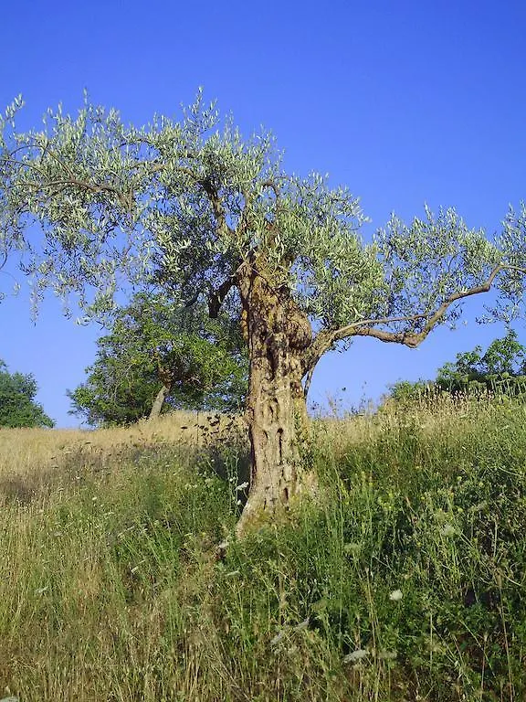 Alloggio per agriturismo Agriturismo San Pietro Gangi